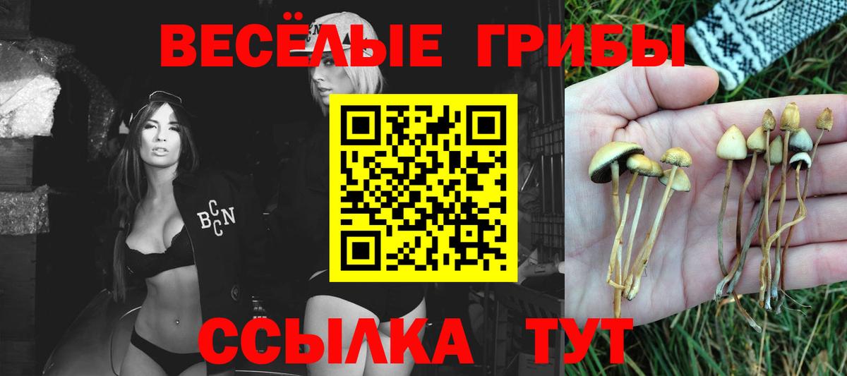 Галлюциногенные грибы Psilocybine cubensis Северск